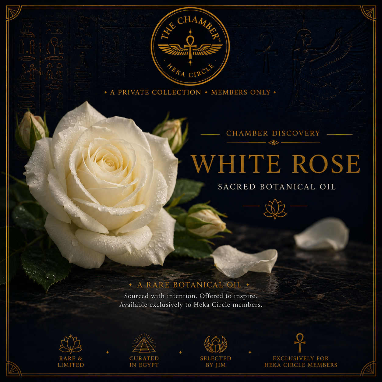 White Rose Sacred Botanical Oil