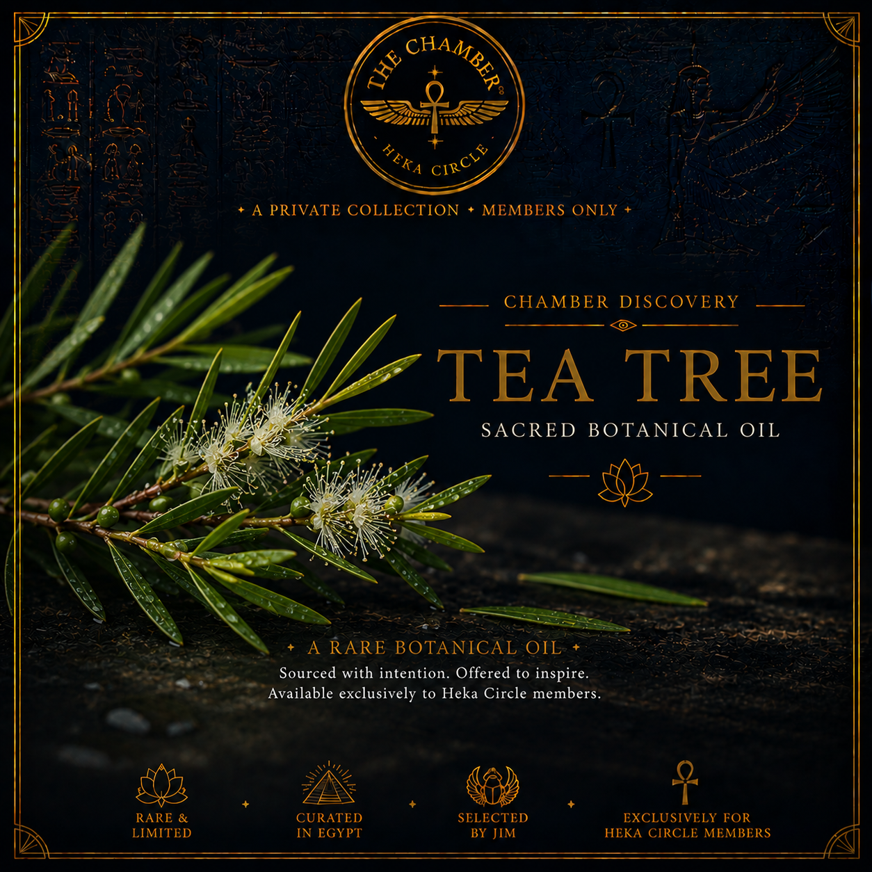 Tea Tree Sacred Botanical Oil
